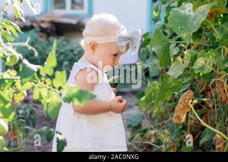 Petit bébé fille aux cheveux blancs des cultures de concombres recueille sur les émissions. Les feuilles flétries jaunies de concombres. dernière récolte de légumes frais au Banque D'Images