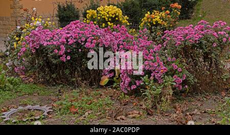 Chrysanthèmes jaunes et rose qui fleurit dans le jardin. Banque D'Images