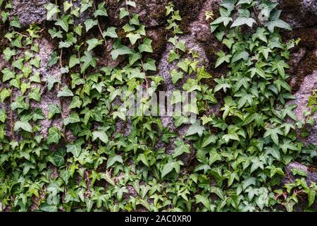 Evergreen magnifique buisson de lierre Hedera helix boucles sur un vieux mur de grands pavés. Banque D'Images