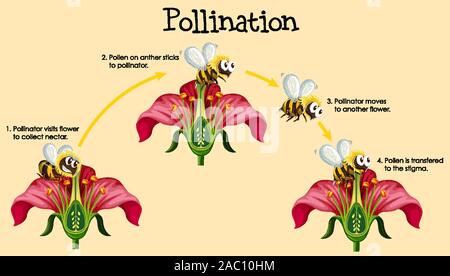 Schéma montrant la pollinisation avec abeille et fleurs illustration Illustration de Vecteur