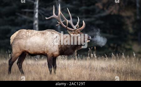 Le wapiti en Pennsylvanie Banque D'Images