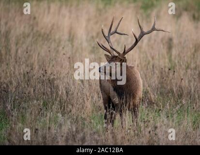 Le wapiti en Pennsylvanie Banque D'Images