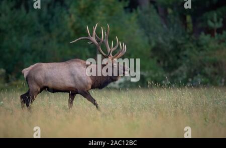 Le wapiti en Pennsylvanie Banque D'Images