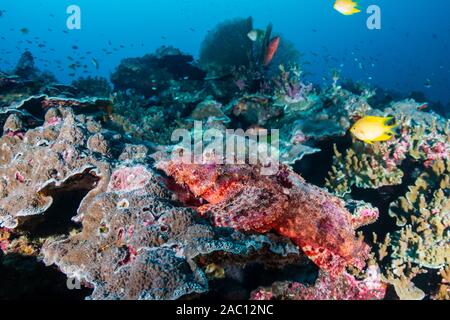 Scorpionfish bien cachée sur un récif de coraux tropicaux dans les îles Similan Banque D'Images