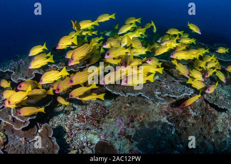 Blue-Stripe Snapper sur un récif de coraux tropicaux en Thailande, Similan Banque D'Images