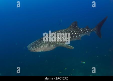 Grand Whaleshark (Rhincodon typus) dans un océan tropical, bleu (Koh Tachai, Similan Islands) Banque D'Images