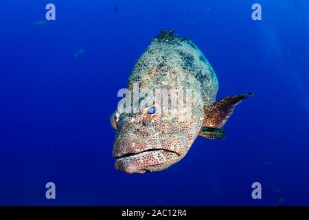 En gros mérou sur un récif de coraux tropicaux dans les îles Similan Banque D'Images