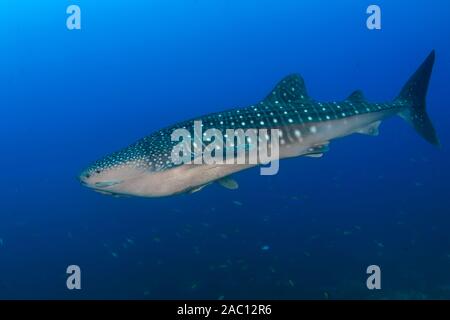 Grand Whaleshark (Rhincodon typus) dans un océan tropical, bleu (Koh Tachai, Similan Islands) Banque D'Images