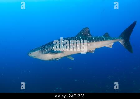 Grand Whaleshark (Rhincodon typus) dans un océan tropical, bleu (Koh Tachai, Similan Islands) Banque D'Images