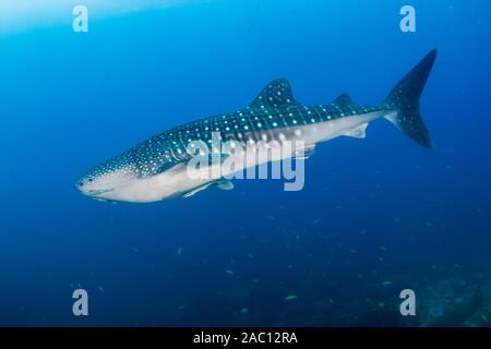 Grand Whaleshark (Rhincodon typus) dans un océan tropical, bleu (Koh Tachai, Similan Islands) Banque D'Images