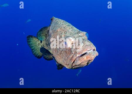 En gros mérou sur un récif de coraux tropicaux dans les îles Similan Banque D'Images