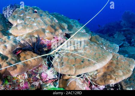 La langouste sur un récif de coraux tropicaux à Koh Tachai Banque D'Images