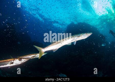 Grand Barracuda Pick-Handle sur un récif de corail noir (Richelieu Rock, Thaïlande) Banque D'Images