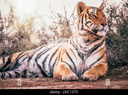 Un tigre du Bengale (Panthera tigris tigris) couché dans une atmosphère détendue de poser dans son environnement naturel, avec la tête haute, à la Regal et majestueux. Banque D'Images