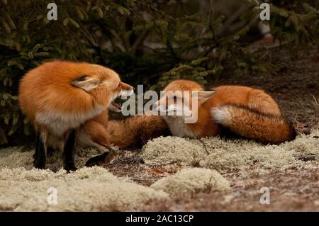 Deux renards roux, l'un montrant les dents c'est à l'autre. Banque D'Images