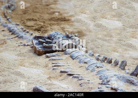 Replica fossile de dinosaure sur le sable pour l'apprentissage de masse, l'excavation de dinosaure dans le parc. Banque D'Images