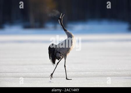 Crane (Grus grus) appelant et d'exécution sur la patinoire et le Parc National de Hamra, Suède, Scandinavie Banque D'Images