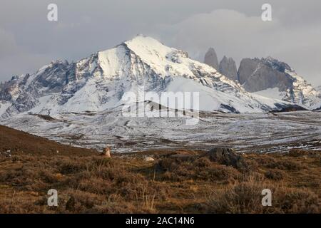 Le Puma concolor couguar () se trouve dans la toundra, camouflés derrière elle paysage de neige avec des pointes de massif du Paine, Parc National Torres del Paine Banque D'Images