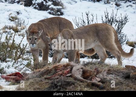 Le Puma concolor couguar (dans la neige), barrage et un ans cub sur la carcasse d'un chassée de Lama guanicoe) Guanacos, Parc National Torres del Paine Banque D'Images