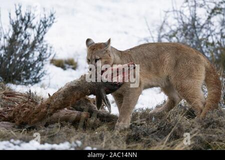 Le Puma concolor couguar () dans la neige, jeune animal mange à la carcasse d'un shot guanacos (Lama guanicoe), Parc National Torres del Paine Banque D'Images