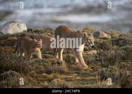 Le couguar (Puma concolor), barrage avec de jeunes animaux dans la toundra, Parc National Torres del Paine, Patagonie, Chili Banque D'Images