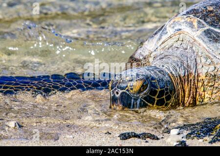 Close-up de tête, tortue verte (Chelonia mydas) Réchauffement climatique sur la plage au soleil Banque D'Images