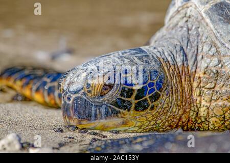 Tortue verte (Chelonia mydas) Réchauffement climatique sur la plage au soleil Banque D'Images