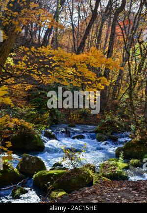 Oirase Stream en journée ensoleillée, belle scène dans des feuilles d'Automne Couleurs d'automne. Rivière aux rochers moussus, et cascade de Towada Kamaishi Par National Banque D'Images