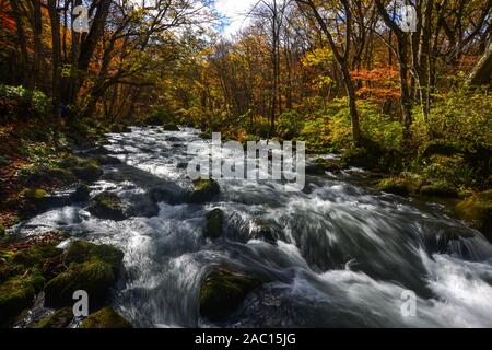 Oirase Stream en journée ensoleillée, belle scène dans des feuilles d'Automne Couleurs d'automne. Rivière aux rochers moussus, et cascade de Towada Kamaishi Par National Banque D'Images