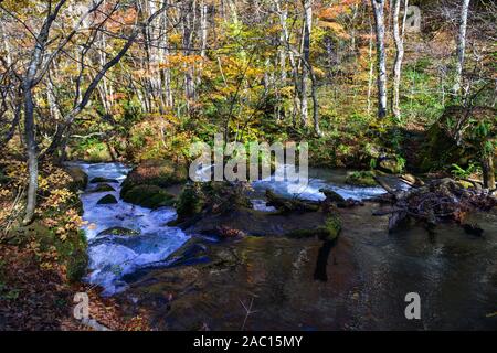 Oirase Stream en journée ensoleillée, belle scène dans des feuilles d'Automne Couleurs d'automne. Rivière aux rochers moussus, et cascade de Towada Kamaishi Par National Banque D'Images