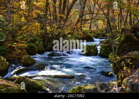 Oirase Stream en journée ensoleillée, belle scène dans des feuilles d'Automne Couleurs d'automne. Rivière aux rochers moussus, et cascade de Towada Kamaishi Par National Banque D'Images