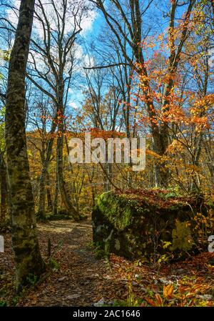 Décor de l'automne de Gorge Oirase à Aomori, Japon. Oirase est une belle destination naturelle dans la région de Tohoku, surtout à l'automne. Banque D'Images