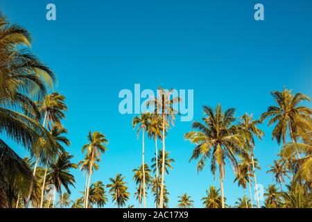 Tropical avec palmiers et ciel bleu Banque D'Images