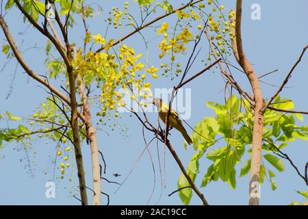 Oriole grattés noir oiseau posé sur une branche Banque D'Images