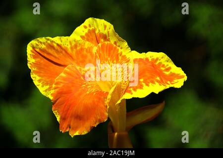 Fleur jaune roi Humbert trouvés en Asie Banque D'Images