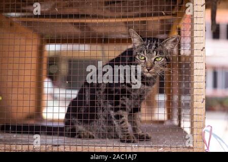 Lonely Cat assis à l'intérieur de la cage Banque D'Images