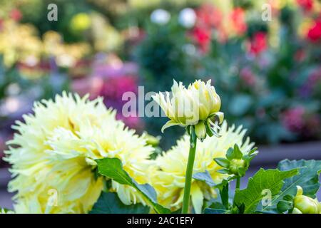 Dahlia jaune en fleur dans le parc de la tête d'or de Lyon, France Banque D'Images