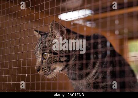 Lonely Cat assis à l'intérieur de la cage Banque D'Images