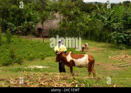 L'Éthiopie et de la vallée du Rift, Awasa (Hawassa), Gorge Coran, l'homme à la vache avec maison traditionnelle dans de petites colonies agricoles Banque D'Images