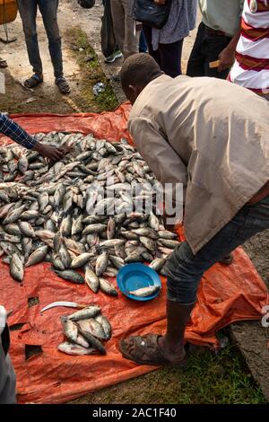 L'Éthiopie et de la vallée du Rift, marché aux poissons, Ville Hawassa, tri homme poisson tilapia fraichement pêchés à vendre Banque D'Images