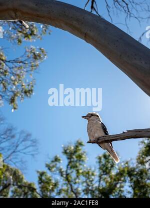 Kookaburra assis dans un arbre à gomme à Victoria, en Australie Banque D'Images