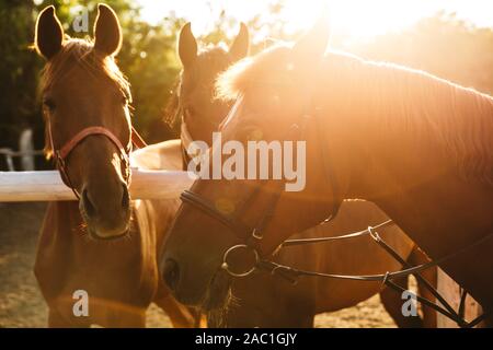 Close up de trois chevaux brun à la cour cheval à la lumière du soleil Banque D'Images