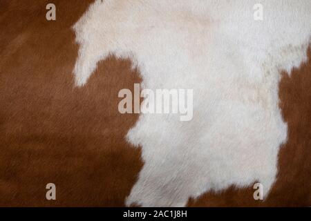 Close-up d'une couche de vache Banque D'Images