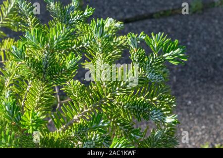 Les brindilles d'Abies koreana (sapin de Corée) au printemps. Belle couleur vert argenté aiguilles. Banque D'Images