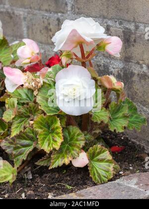 Image détaillée d'une fleur double de couleur blanc Begonia à la pleine floraison dans un jardin urbain Banque D'Images