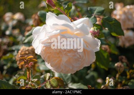 Ouvrir un bouton de rose de jardin blanc crème délicate couleur thé close-up Banque D'Images