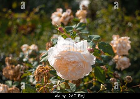 Ouvrir un bouton de rose de jardin blanc crème délicate couleur thé close-up Banque D'Images