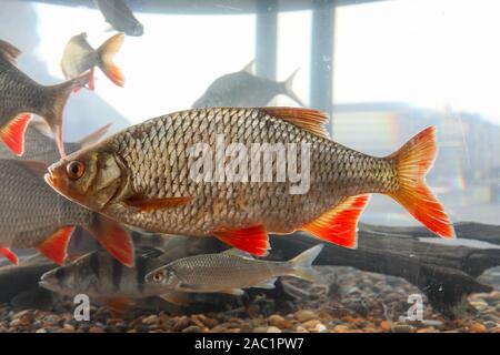 Le gardon commun - Rutilus rutilus - dans un aquarium avec d'autres poissons Banque D'Images