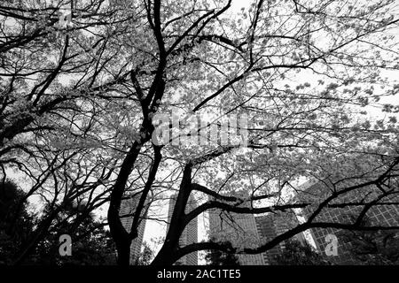 Photo monochrome de fleurs de cerisier en pleine floraison dans la ville Banque D'Images