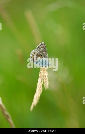 Un papillon bleu commun en équilibre sur une tête de semence d'herbe à Thrislington Réserve Naturelle, County Durham, England, United Kingdom. Banque D'Images